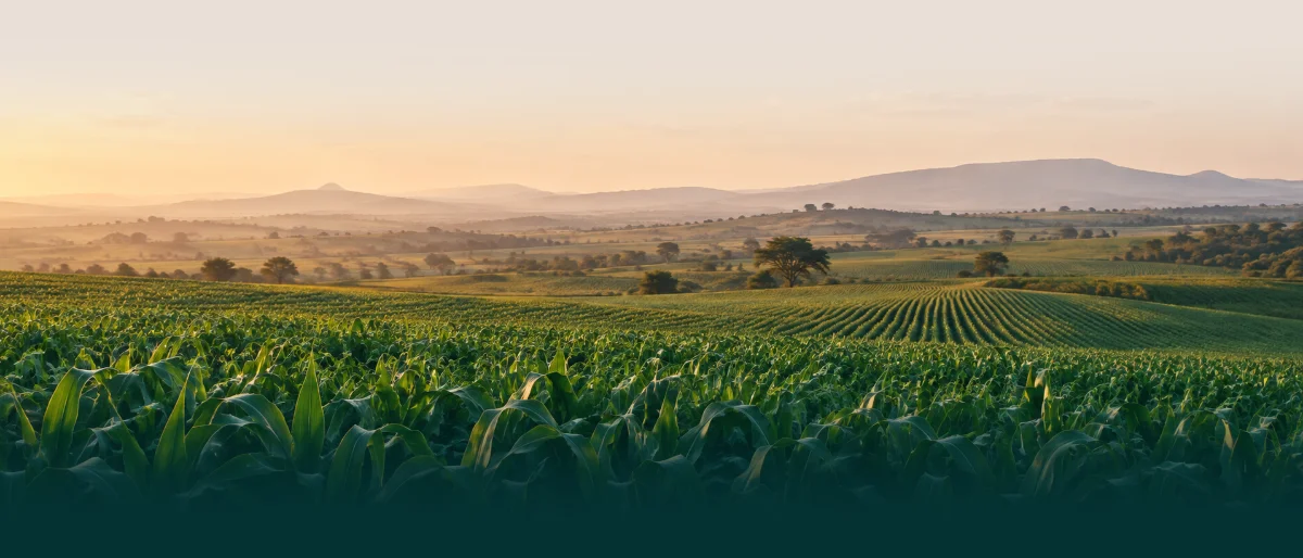 Cultivated farmland stretching to the horizon
